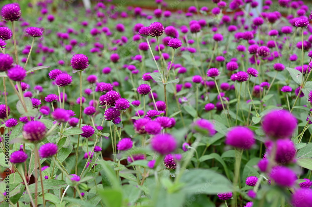 The Beautiful Flowers and Grass Beds of Cameron Highlands Malaysia The Beautiful Flowers and Grass Beds of Cameron Highlands Malaysia