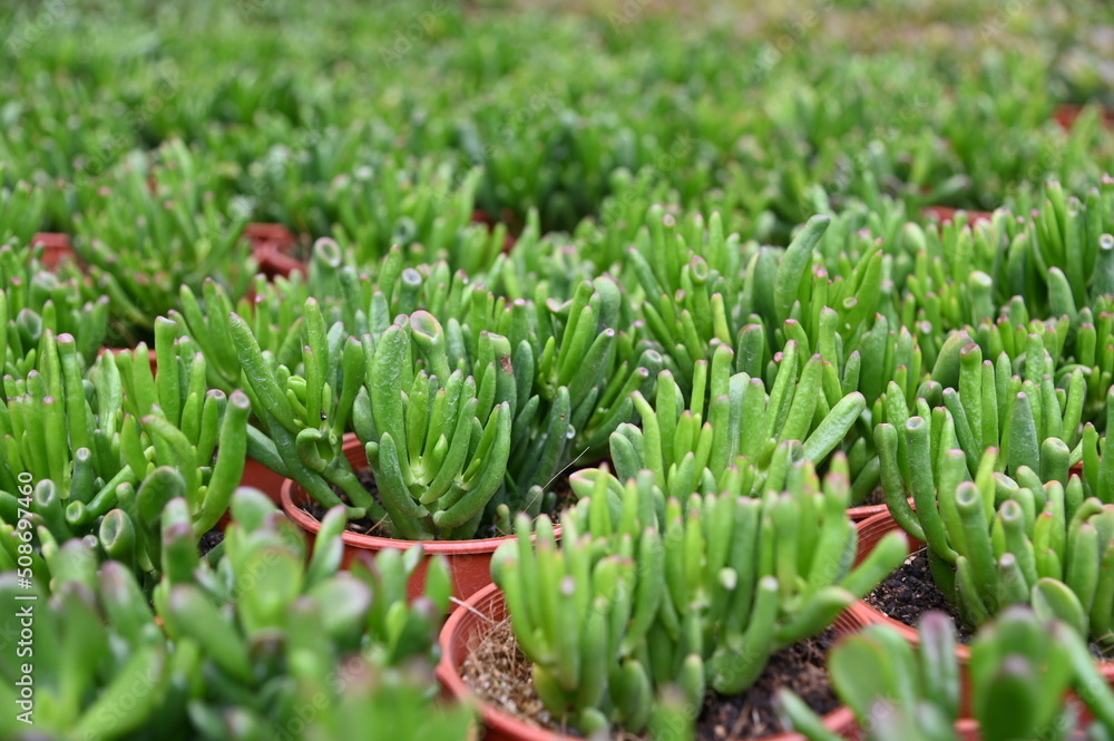 The Beautiful Flowers and Grass Beds of Cameron Highlands Malaysia