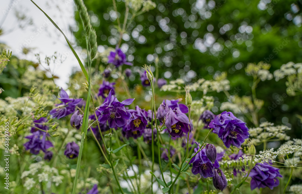 closeup of common culumbine flowers (aquilegia vulgaris) in summer bloom