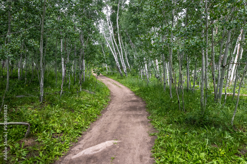 Obraz premium Aspen trees by the walking trail near Crested Butte in Colorado