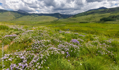 Wildflower meadow along Brush creek during cloudy day near Crested Butte, Colorado
