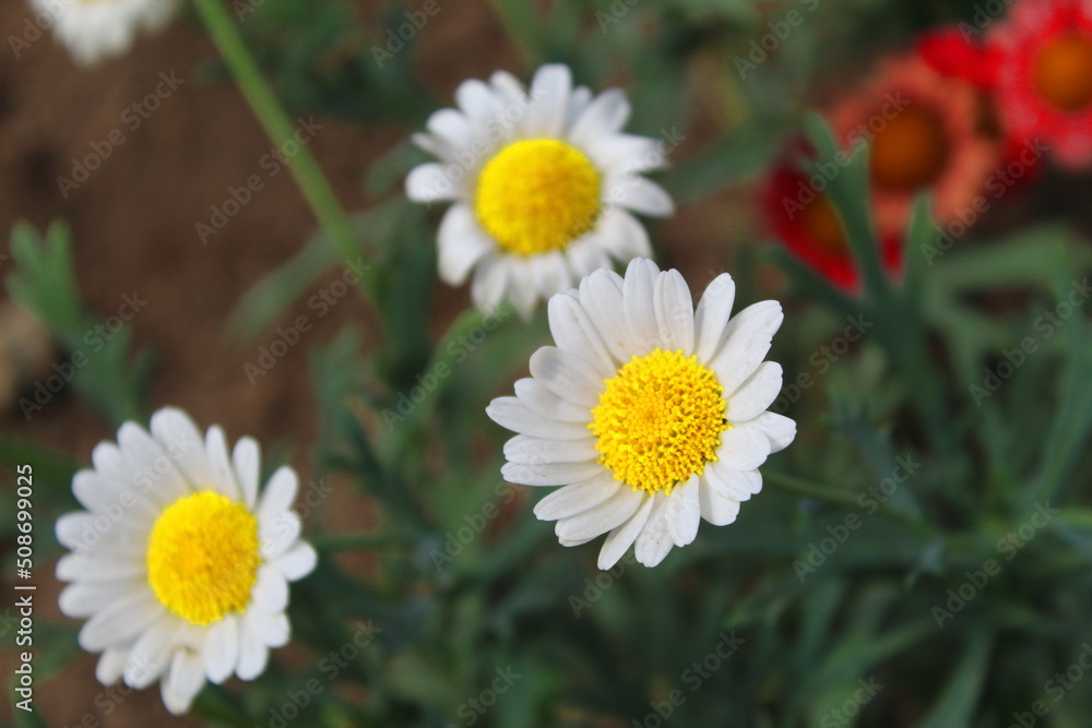 NATURE'S MOST BEAUTIFUL STATE.. WONDERFUL FLOWERS NATURE'S MOST BEAUTIFUL STATE.. WONDERFUL FLOWERS