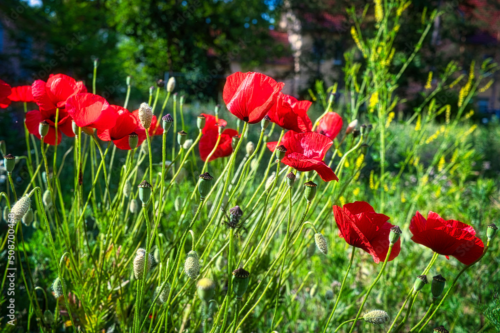 Naklejka premium Blume Mohn