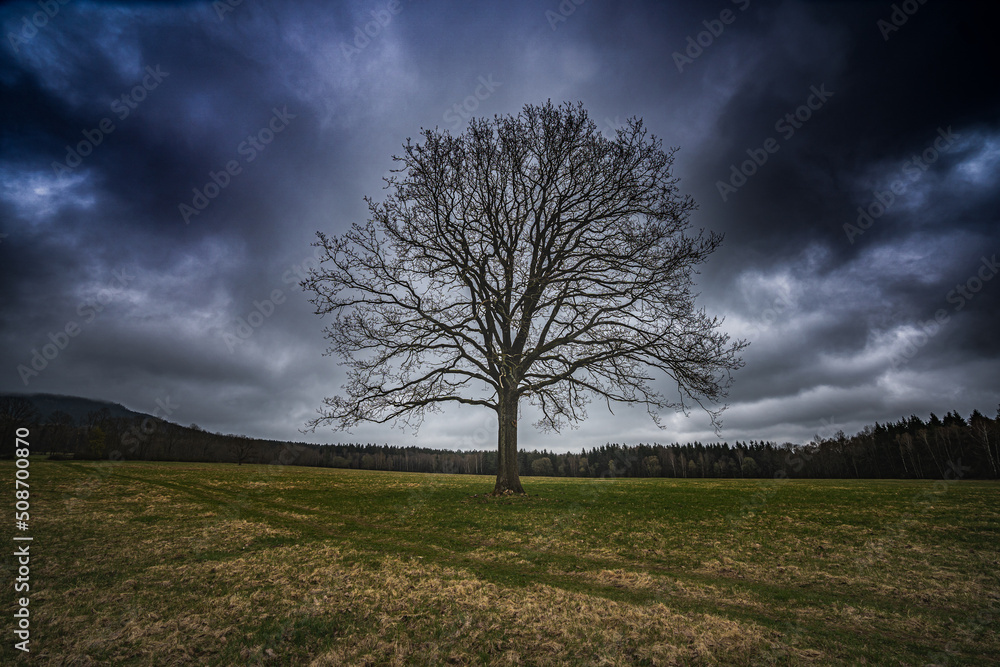 Lonely old and huge tree standing in the middle of the field against evening storm. Lonely old and huge tree standing in the middle of the field against evening storm.
