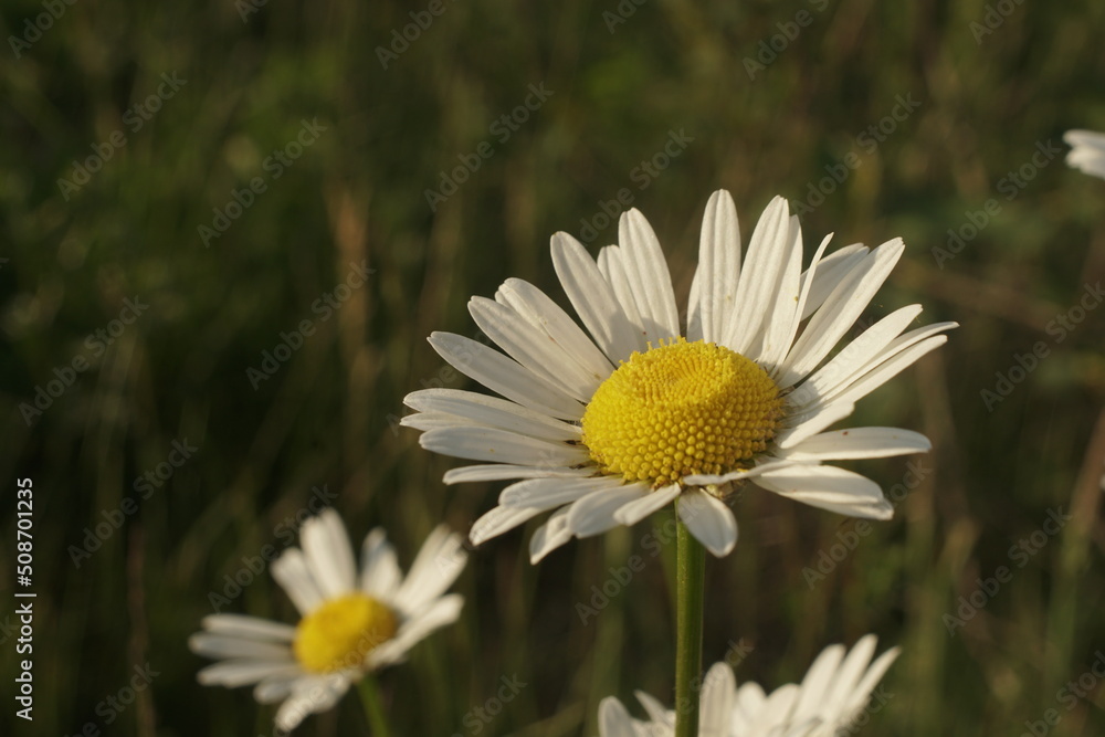 Fototapeta premium chamomile grows in a meadow