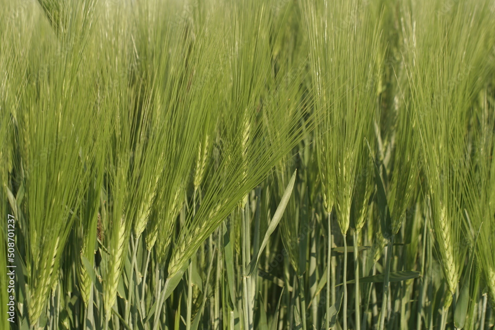 Barley With Green Spikes Close Up Barley With Green Spikes Close Up