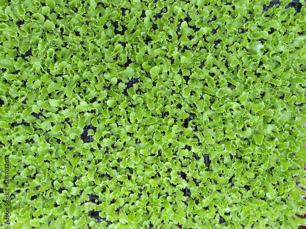 green background green background