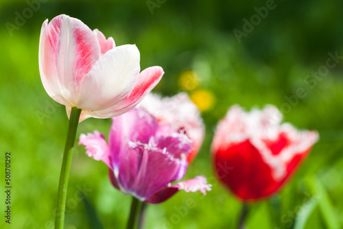 Colorful tulip flowers grow in a summer garden