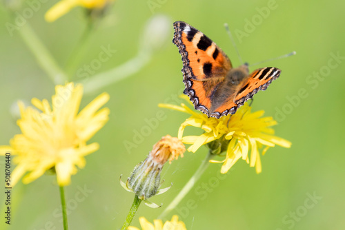 Schmetterling Kleiner Fuchs auf Wiesenpippau Blüte - butterfly on flower © Georg Hummer