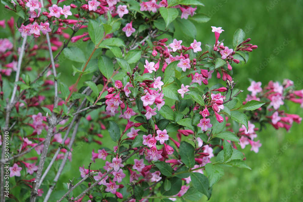 Flowering Weigela praecox plant with pink flowers and green leaves in garden Flowering Weigela praecox plant with pink flowers and green leaves in garden