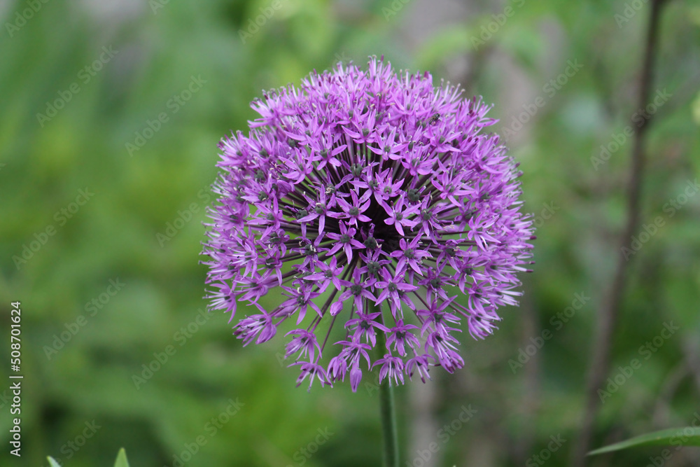 Purple flower of Ornamental Onion (Allium aflatunense) plant close-up in garden Purple flower of Ornamental Onion (Allium aflatunense) plant close-up in garden