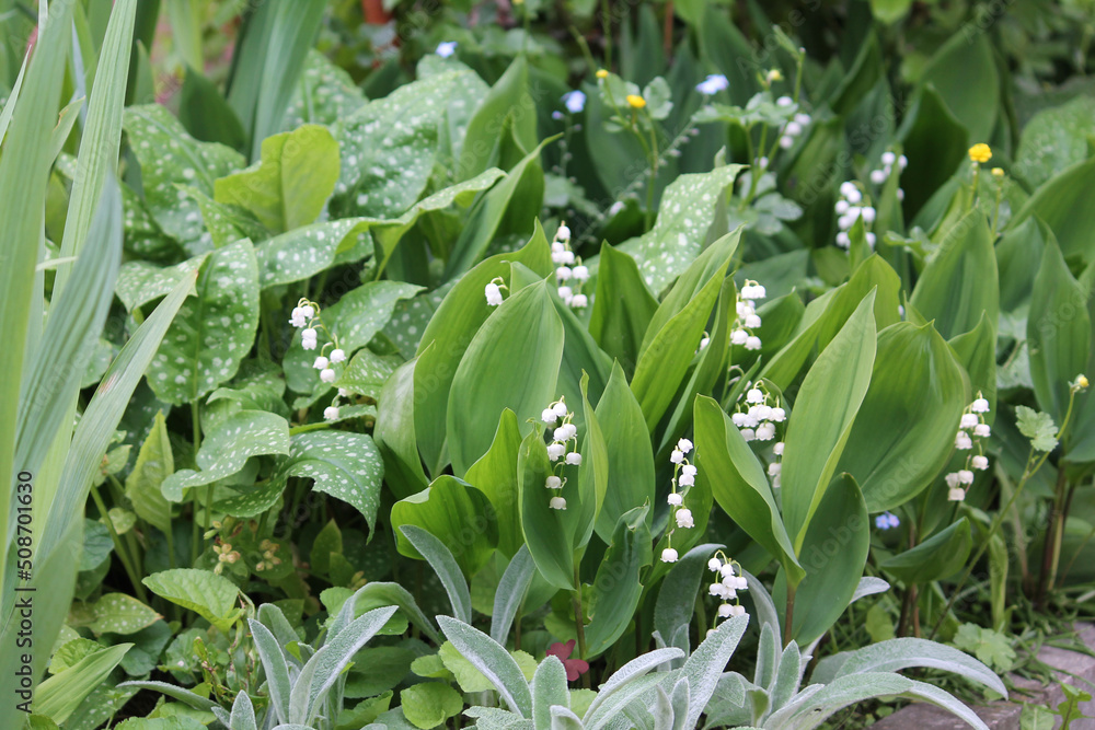 Obraz premium Green foliage of flowering Lily of the valley (Convallaria majalis) and Common lungwort (Pulmonaria officinalis) plants in spring garden