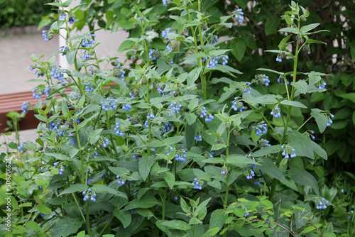 Flowering blue caucasian comfrey (Symphytum caucasicum) plant in garden photo