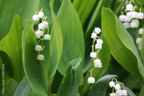 Canvas Print White flowers of Lily of the valley (Convallaria majalis) plants with green foli