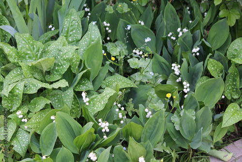 Green foliage of flowering Lily of the valley (Convallaria majalis) and Common lungwort (Pulmonaria officinalis) plants in spring garden