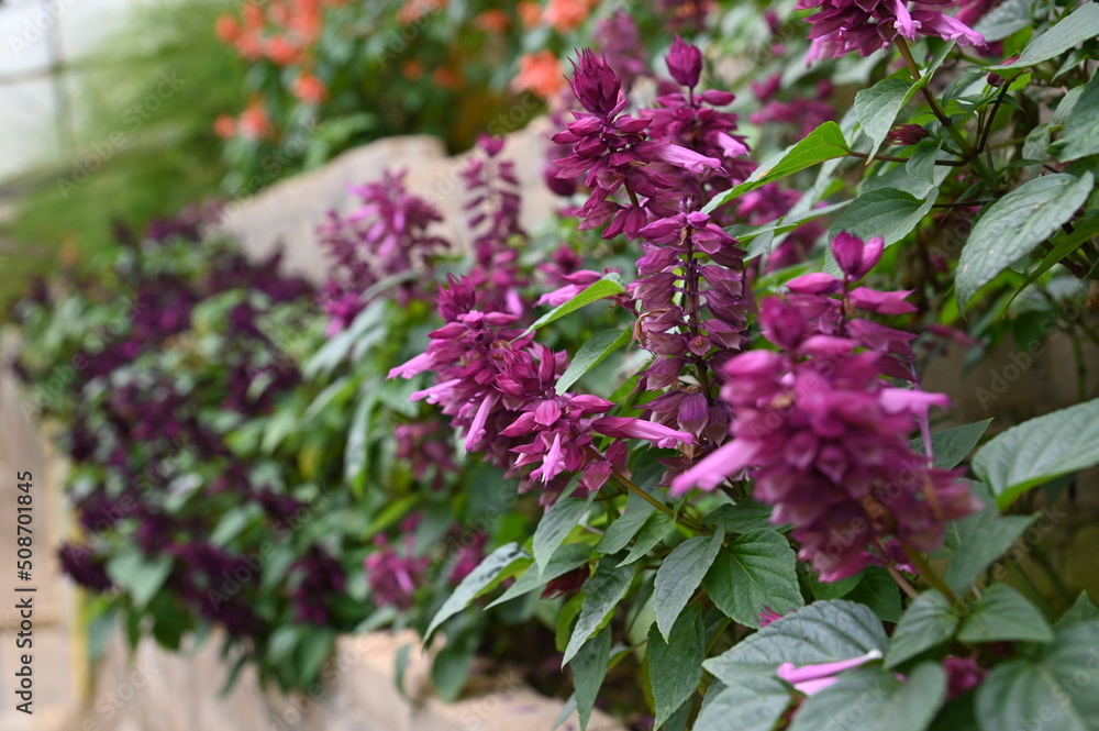 Fototapeta premium The Beautiful Flowers and Grass Beds of Cameron Highlands Malaysia