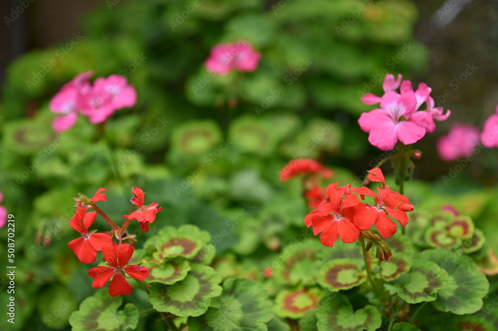 The Beautiful Flowers and Grass Beds of Cameron Highlands Malaysia