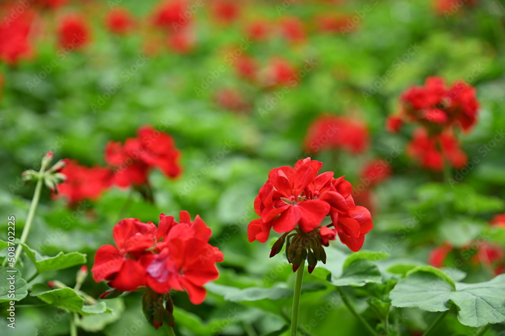 The Beautiful Flowers and Grass Beds of Cameron Highlands Malaysia