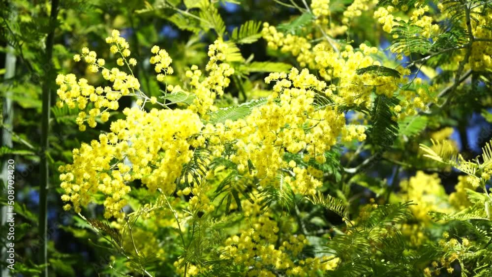 Acacia dealbata, aka silver wattle or mimosa, shaken by wind. It's an evergreen tree with globose bright yellow flowerheads. In some countries flowers are given to women on International Women's Day. Acacia dealbata, aka silver wattle or mimosa, shaken by wind. It's an evergreen tree with globose bright yellow flowerheads. In some countries flowers are given to women on International Women's Day.