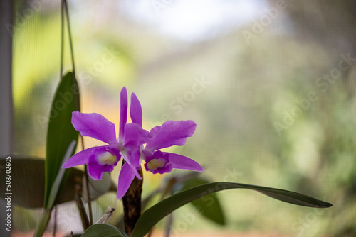 Light purple Molly Tyler orchid in bloom