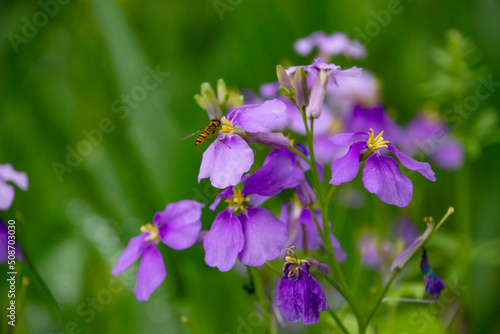 紫色した可憐な花ダイコン