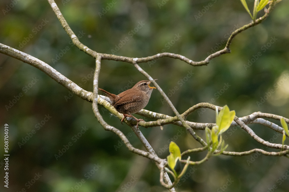 Beautiful wren singing Beautiful wren singing