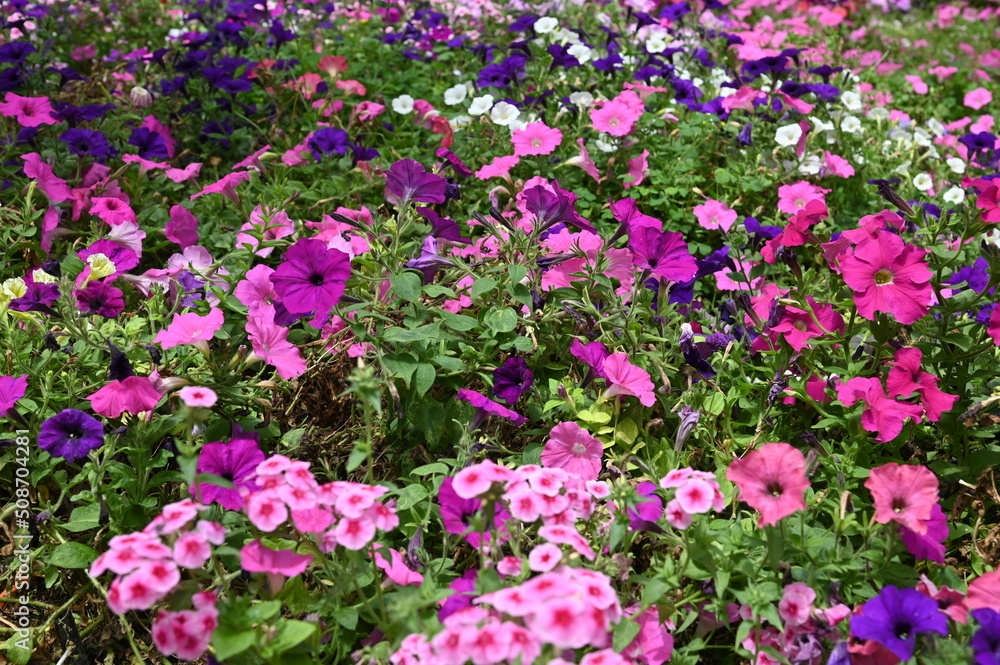 The Beautiful Flowers and Grass Beds of Cameron Highlands Malaysia The Beautiful Flowers and Grass Beds of Cameron Highlands Malaysia