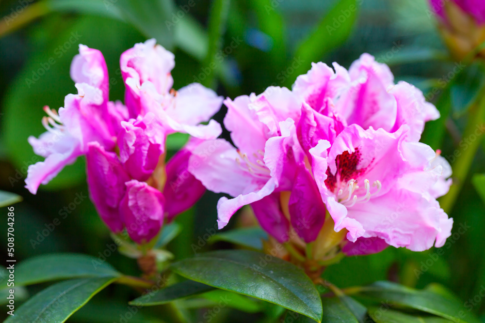 Blooming Rhododendron, colorful flowers close up Blooming Rhododendron, colorful flowers close up
