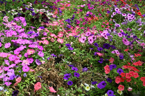 The Beautiful Flowers and Grass Beds of Cameron Highlands Malaysia