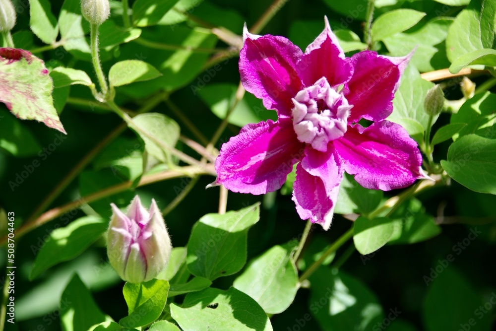 Clematis Clematis