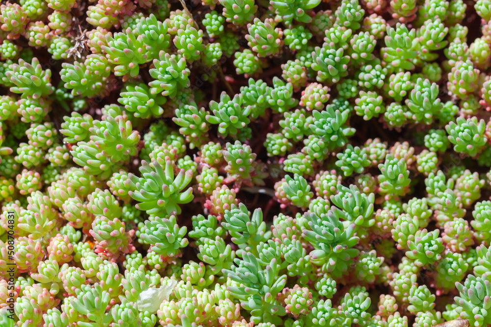 Sedum hispanicum or Spanish stonecrop Sedum hispanicum or Spanish stonecrop