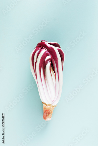 Foto Radicchio di Treviso  on light blue background.