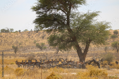 Fototapeta Naklejka Na Ścianę i Meble -  springbok in the Kgalagadi, South Africa