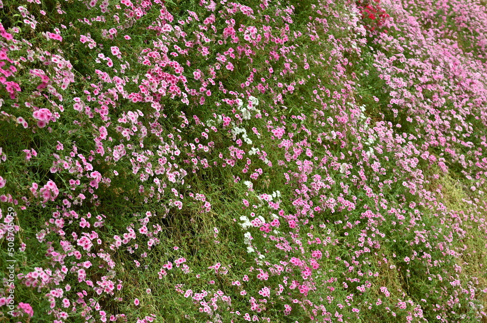 The Beautiful Flowers and Grass Beds of Cameron Highlands Malaysia The Beautiful Flowers and Grass Beds of Cameron Highlands Malaysia