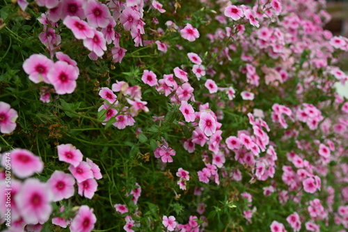 The Beautiful Flowers and Grass Beds of Cameron Highlands Malaysia