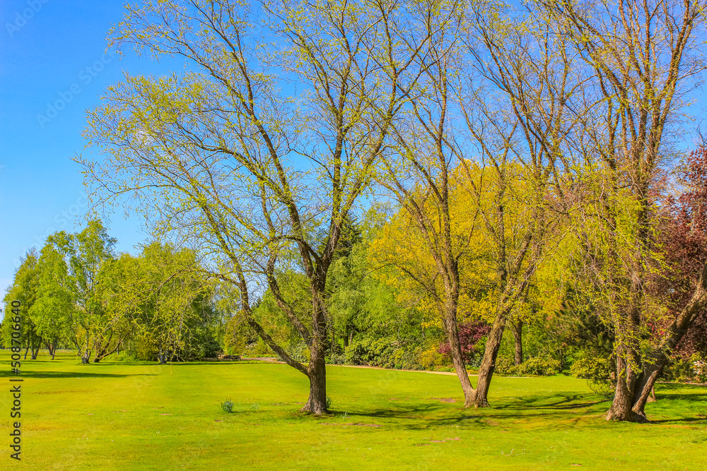 Natural panorama view with pathway green plants trees forest Germany. Natural panorama view with pathway green plants trees forest Germany.