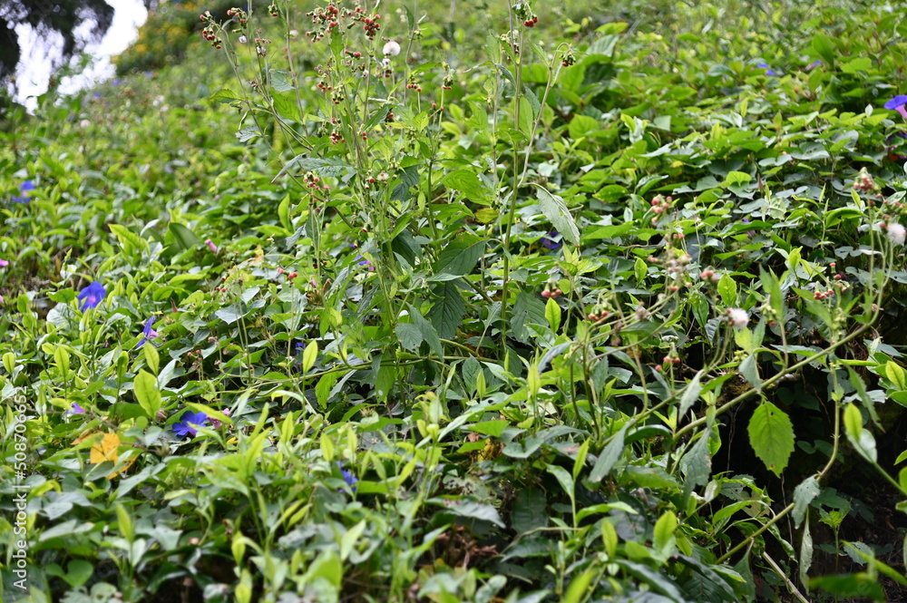Tea Plantation in Cameron Highlands, Malaysia Tea Plantation in Cameron Highlands, Malaysia