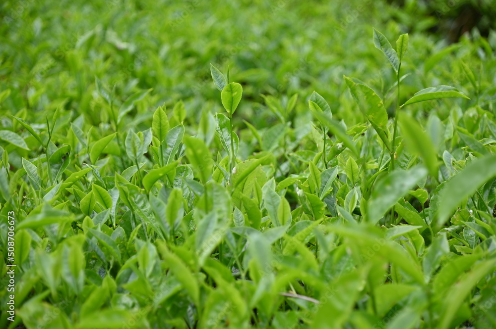 Tea Plantation in Cameron Highlands, Malaysia Tea Plantation in Cameron Highlands, Malaysia