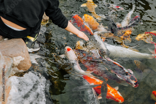 People, children feed beautiful large colored, multi-colored koi fish swimming in the water, in the pond, in the lake. Animal photography.
