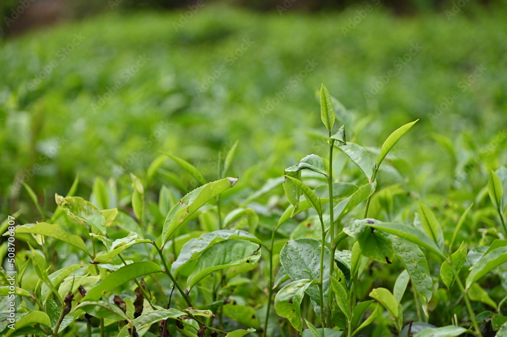 Tea Plantation in Cameron Highlands, Malaysia Tea Plantation in Cameron Highlands, Malaysia