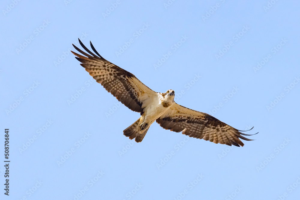 Osprey (Pandion haliaetus) aka sea hawk, fish eagle or fish hawk, is a fish-eating bird of prey soaring in the blue sky. Osprey (Pandion haliaetus) aka sea hawk, fish eagle or fish hawk, is a fish-eating bird of prey soaring in the blue sky.