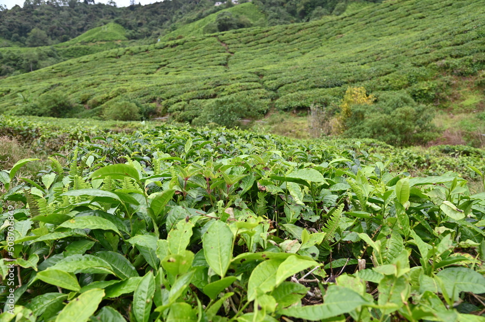 Tea Plantation in Cameron Highlands, Malaysia Tea Plantation in Cameron Highlands, Malaysia