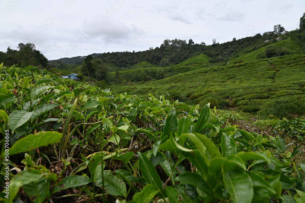 Tea Plantation in Cameron Highlands, Malaysia Tea Plantation in Cameron Highlands, Malaysia