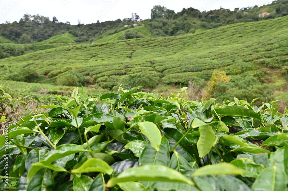Tea Plantation in Cameron Highlands, Malaysia Tea Plantation in Cameron Highlands, Malaysia