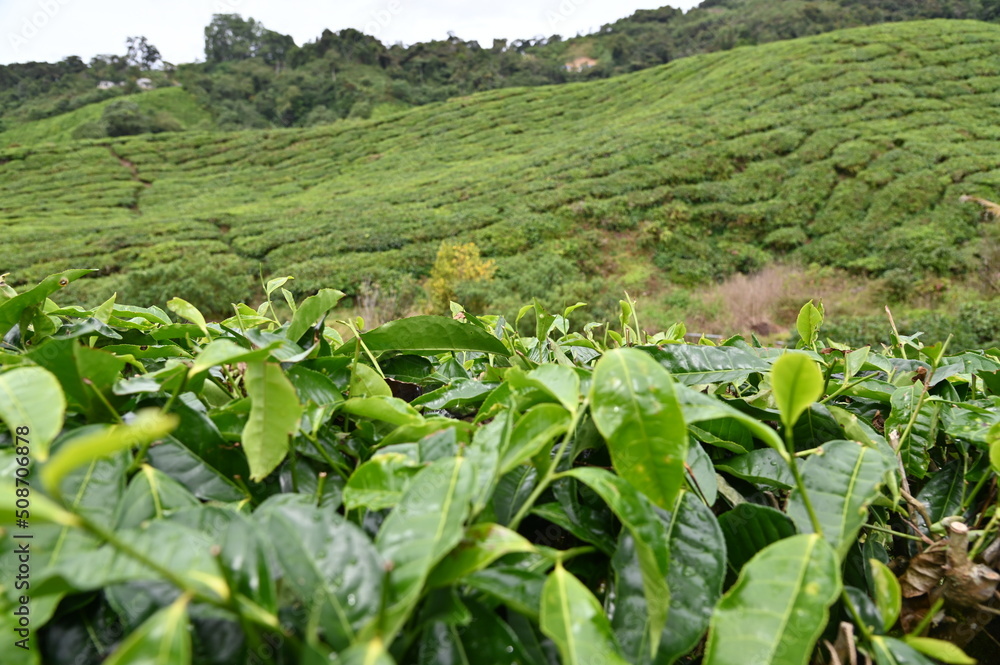 Tea Plantation in Cameron Highlands, Malaysia Tea Plantation in Cameron Highlands, Malaysia