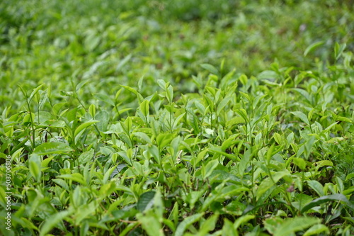 Tea Plantation in Cameron Highlands, Malaysia © DC