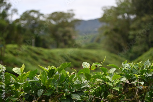 Wallpaper Mural Tea Plantation in Cameron Highlands, Malaysia Torontodigital.ca