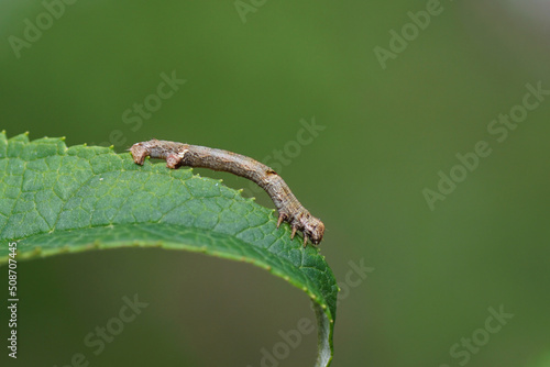 Caterpillar of Engrailed, Small Engrailed (Ectropis crepuscularia). Family geometer moths (Geometridae). On a leaf of a summer lilac (Buddleja davidii). Dutch garden, spring, May, Netherlands photo