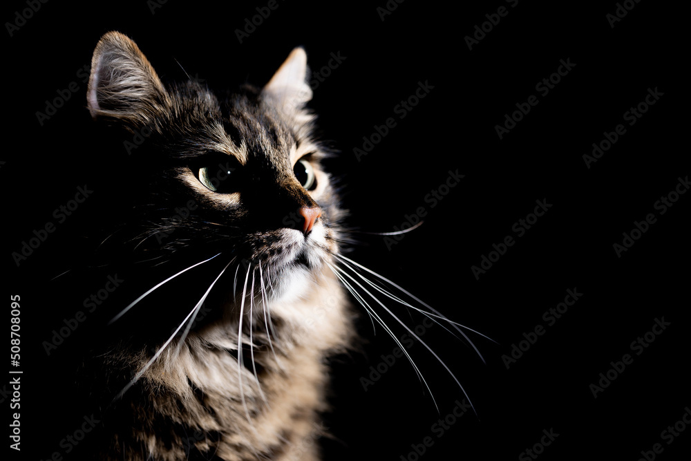Portrait of an adorable cat on an isolated black background