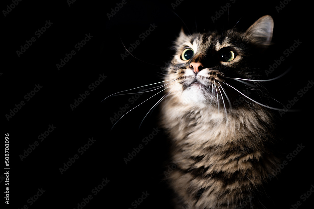 Portrait of an adorable cat on an isolated black background. The cat looks up, a little scared